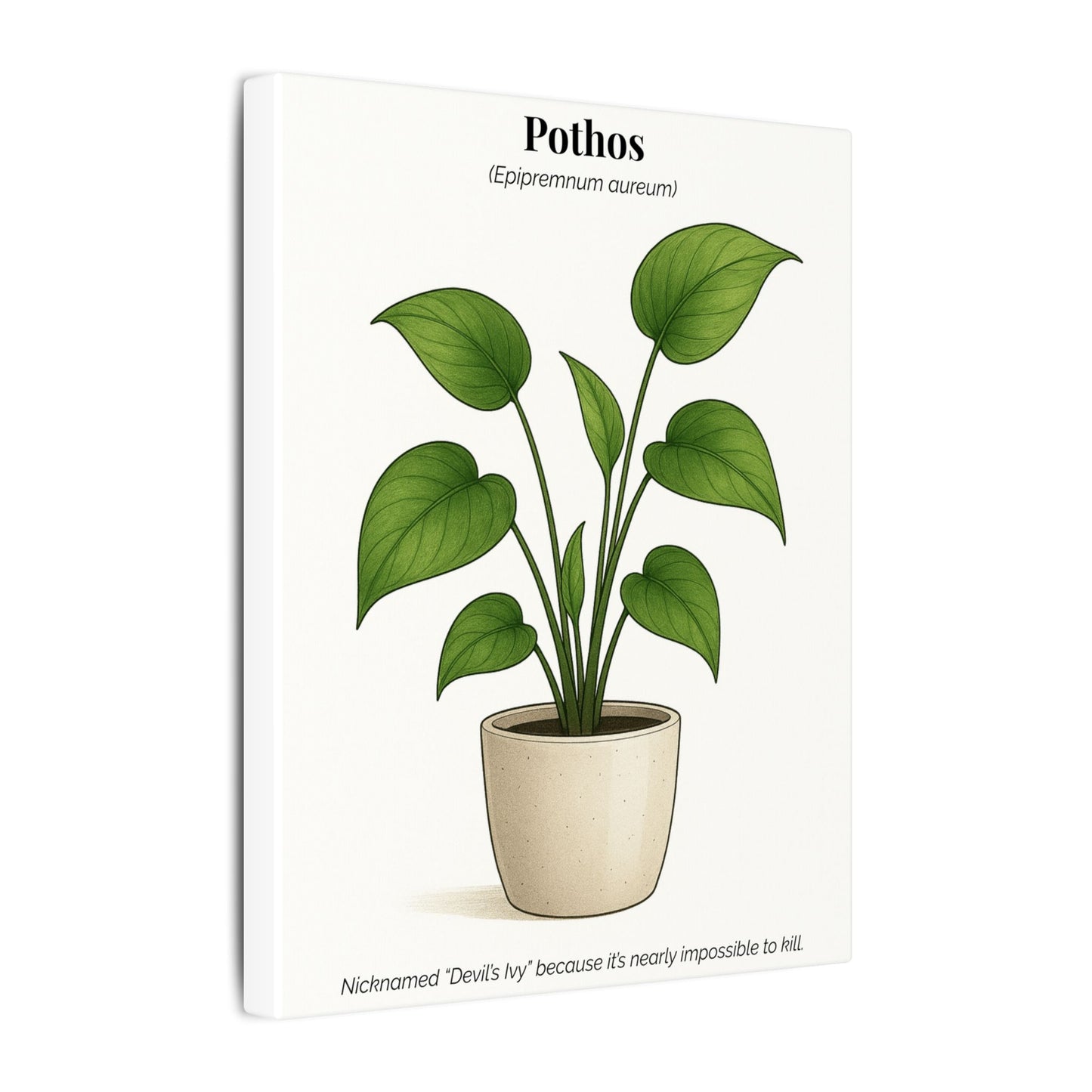 Pothos Plant Wall Art - Matte Canvas Print