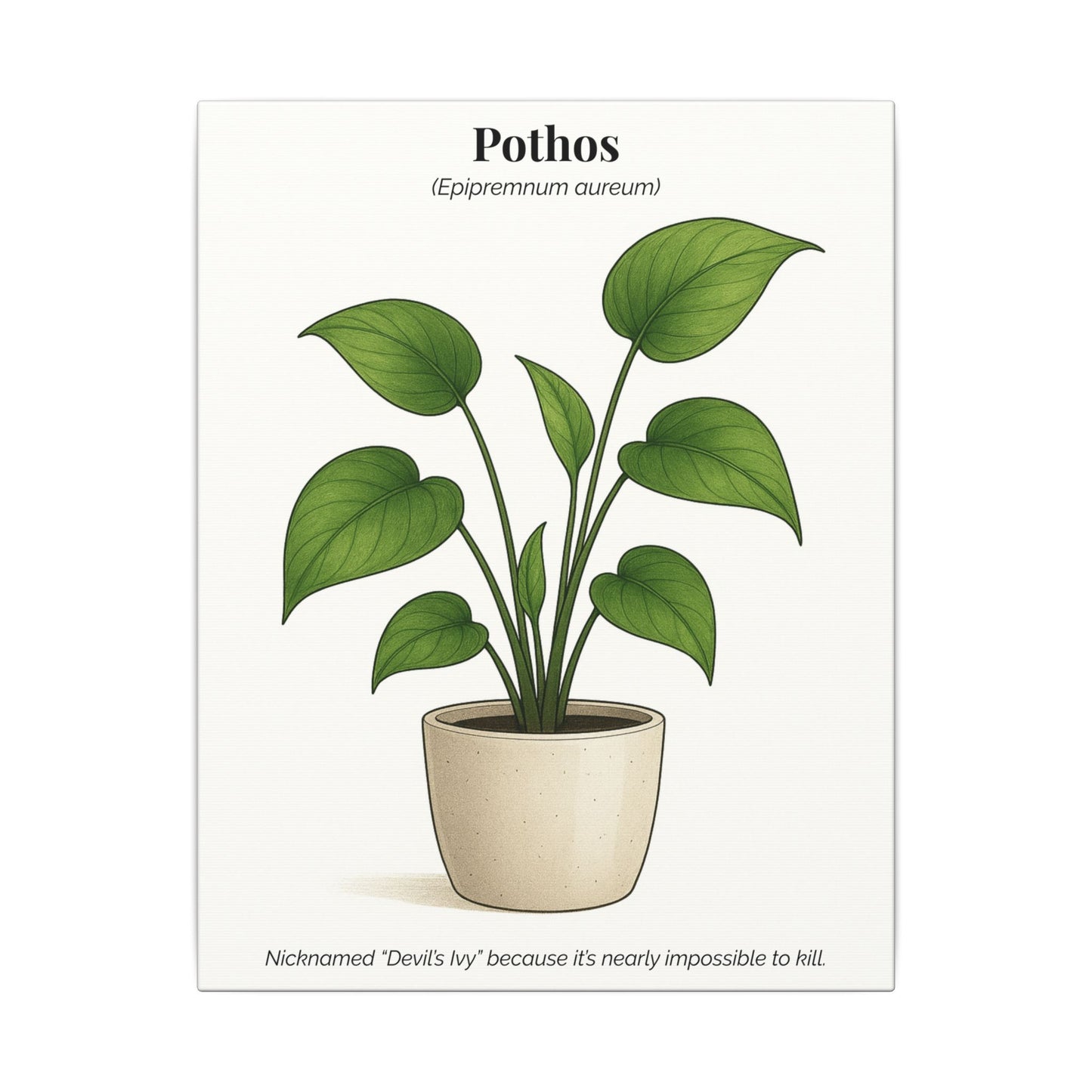 Pothos Plant Wall Art - Matte Canvas Print
