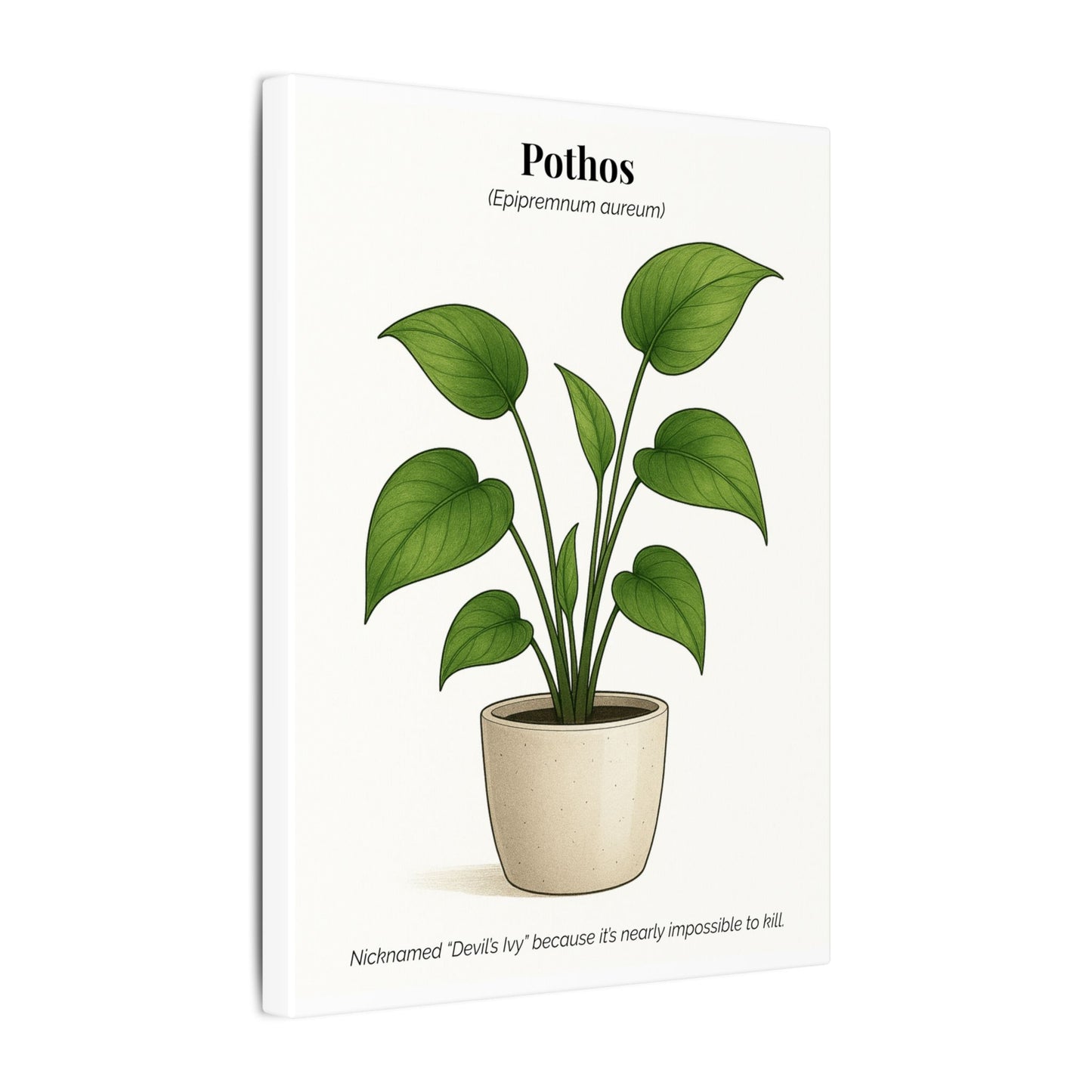 Pothos Plant Wall Art - Matte Canvas Print