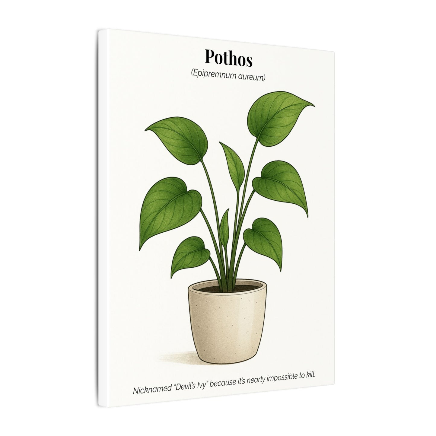 Pothos Plant Wall Art - Matte Canvas Print