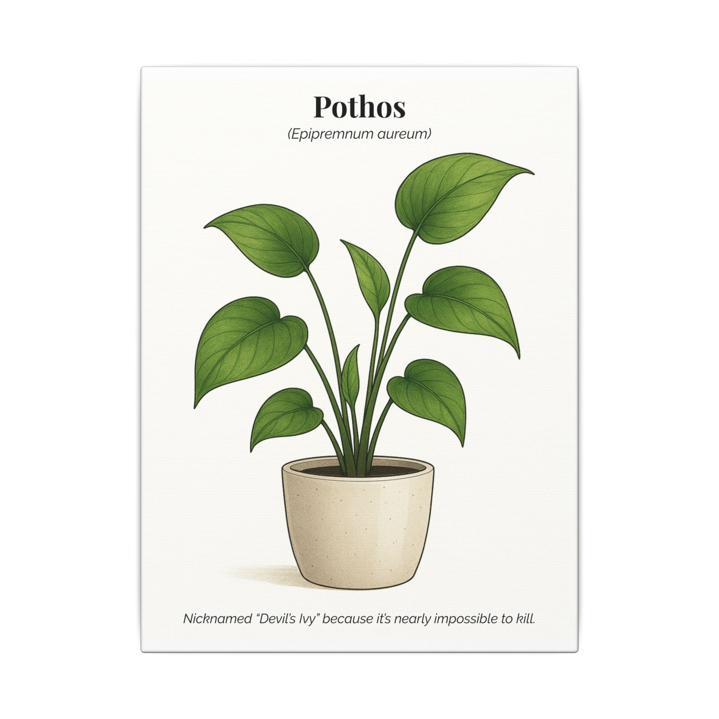 Pothos Plant Wall Art - Matte Canvas Print