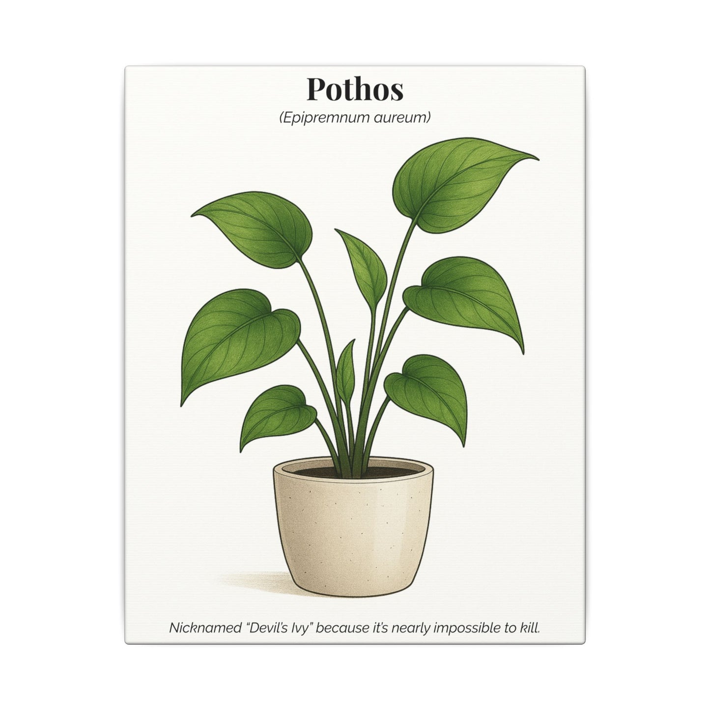 Pothos Plant Wall Art - Matte Canvas Print